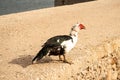 Black and white duck with a red head walking on the concrete pier in Finikas Marina Port in Greece Royalty Free Stock Photo