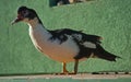 Black and white duck standing in front of a green wall Royalty Free Stock Photo