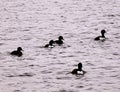 Black and white ducks formation. Royalty Free Stock Photo