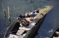 Black and White Ducks sitting on a boat