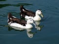 Black and White Ducks Royalty Free Stock Photo