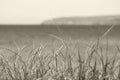 Black and white dune grass with michigan lakeshore