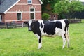 Black and white dutch cow. Royalty Free Stock Photo