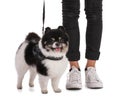Black and white dwarf Pomeranian on a leash with his mistress
