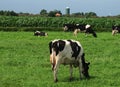 Black And White East Frisian Cows Grazing In A Meadow Royalty Free Stock Photo