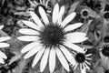 Black and white echinacea flower. Big echinacea background for poster, branding, calendar, multicolor card, banner Royalty Free Stock Photo