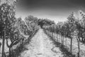 Grapevines vineyard black and white edit Sonoma California