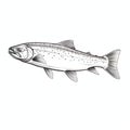 Trout Line Drawing On White Background - Detailed And Scientific Illustration