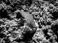 Black and White Eel Swimming Over Coral Reef Royalty Free Stock Photo