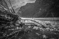 Black and white effect of tree crashed by the wind on the dry shore of a lake Royalty Free Stock Photo