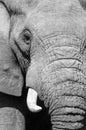 Black and white elephant portrait Royalty Free Stock Photo