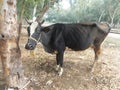 black and white email cow calf bull ox in a farm nature landscape. Royalty Free Stock Photo