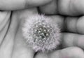 Black and white. the embodiment of fragility. dandelion held in the palm of a man