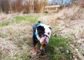 Black and white English Bulldog Dog with tongue out for a walk looking up sitting Royalty Free Stock Photo