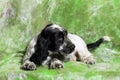 Black and white English Cocker Spaniel puppy Royalty Free Stock Photo