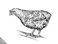 Black and white engrave chicken illustration