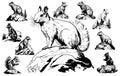 black and white engrave ink draw isolated vector squirrel set illustration