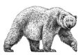 Black and white engrave isolated bear illustration