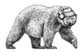 Black and white engrave isolated bear illustration