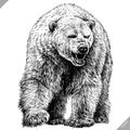 Black and white engrave isolated bear vector illustration