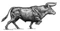 Black and white engrave isolated bull illustration