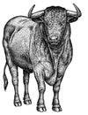 Black and white engrave isolated bull illustration