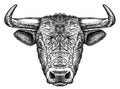 Black and white engrave isolated bull illustration