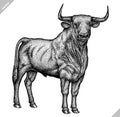 Black and white engrave isolated bull vector illustration