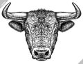 Black and white engrave isolated bull vector illustration