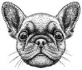 Black And White Engrave Isolated Bulldog Illustration