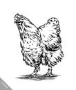 Black and white engrave isolated chicken illustration