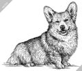 black and white engrave isolated corgi vector illustration