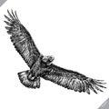 Black and white engrave isolated eagle vector illustration Royalty Free Stock Photo