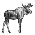 Black and white engrave isolated elk hand draw illustration Royalty Free Stock Photo