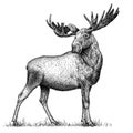 Black and white engrave isolated elk hand draw illustration Royalty Free Stock Photo