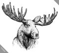 Black and white engrave isolated elk hand draw vector illustration