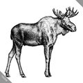 Black and white engrave isolated elk hand draw vector illustration Royalty Free Stock Photo