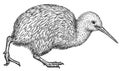 black and white engrave isolated Kiwi bird illustration