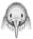 black and white engrave isolated Kiwi bird illustration