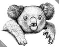 Black and white engrave isolated Koala vector illustration