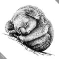 Black and white engrave isolated Koala vector illustration