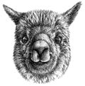 Black and white engrave isolated Lama illustration