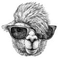 Black and white engrave isolated Lama illustration