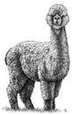 Black and white engrave isolated Lama illustration