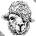 Black and white engrave isolated Lama vector illustration