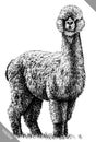 Black and white engrave isolated Lama vector illustration