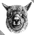 Black and white engrave isolated Lama vector illustration
