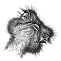 Black and white engrave isolated ostrich illustration