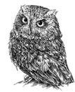 Black and white engrave isolated owl illustration Royalty Free Stock Photo