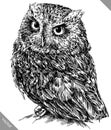 Black and white engrave isolated owl vector illustration Royalty Free Stock Photo